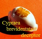 Cypraea brevidentata deceptor, Iredale 1935